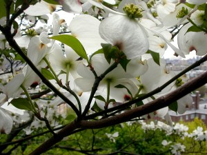 A dogwood in bloom 06