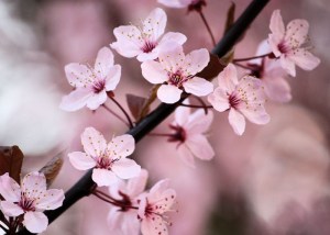 Cherry Blossoms